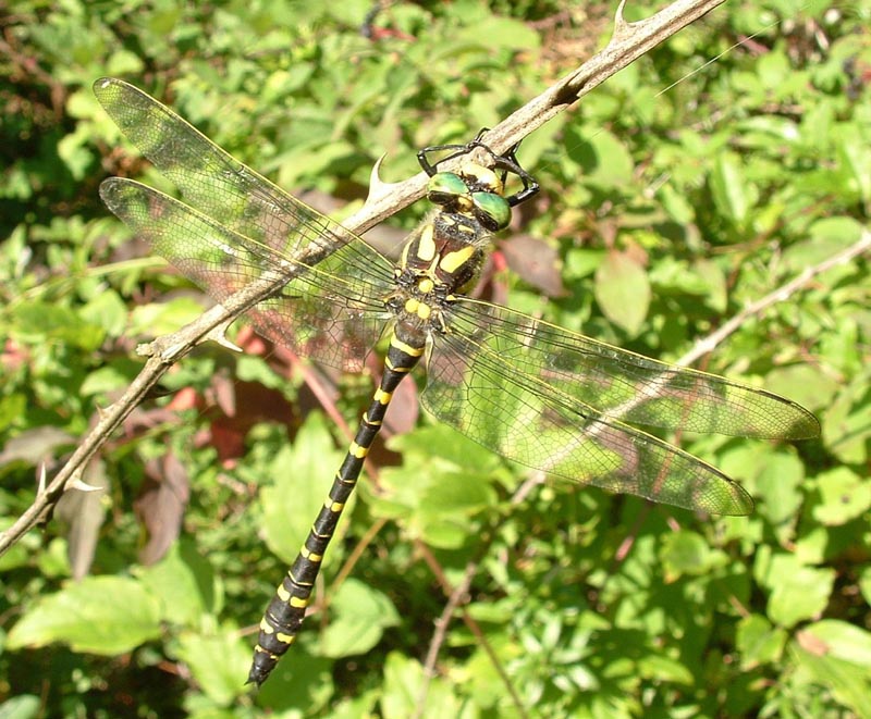 Cordulegaster boltonii